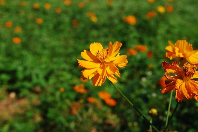 1758208627 1758208627